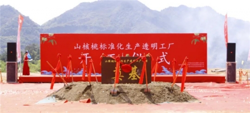【一线投影】临安区年产10000吨山核桃标准化生产透明工厂项目开工！